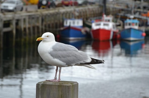 zeemeeuw op paal in de haven van mallaig